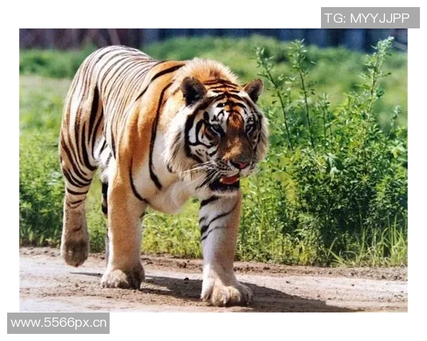 🐯新赛季即将开战！虎将们全员进入“战斗状态” 东北虎磕他